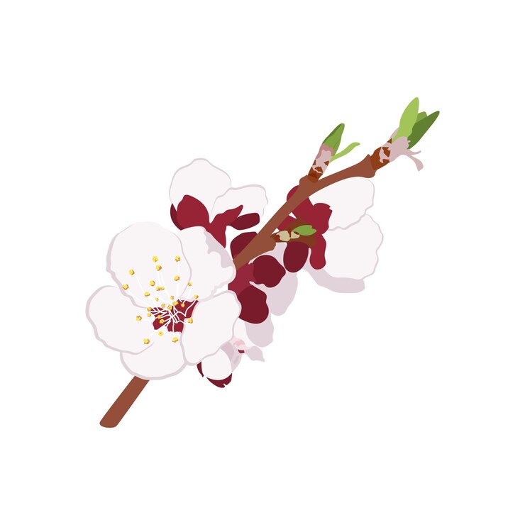 Vetor ramo de árvore com flores de damasco flores de damascão flores de primavera de vetor plano