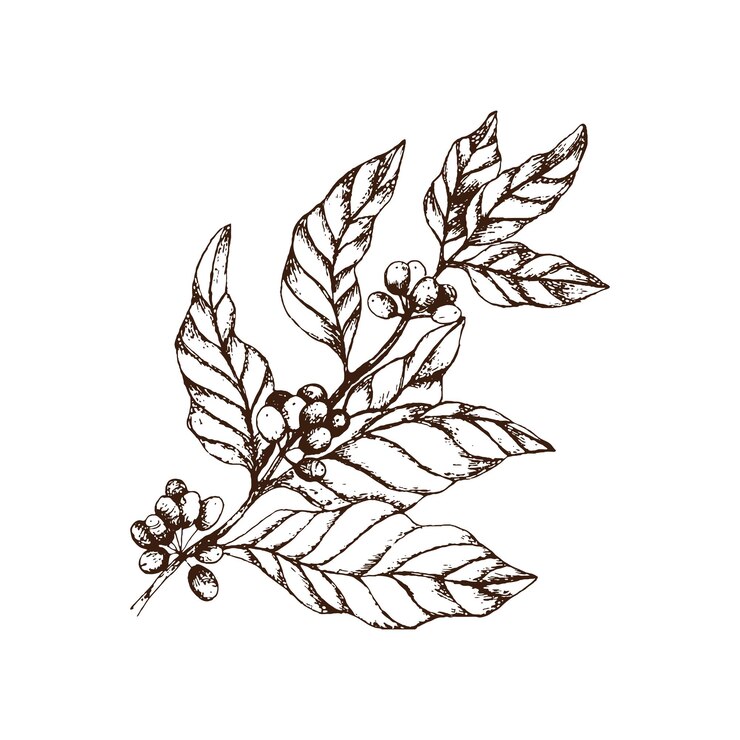 Ramo de café grande vintage desenhado à mão com bagas de café e folhas Ilustração vetorial