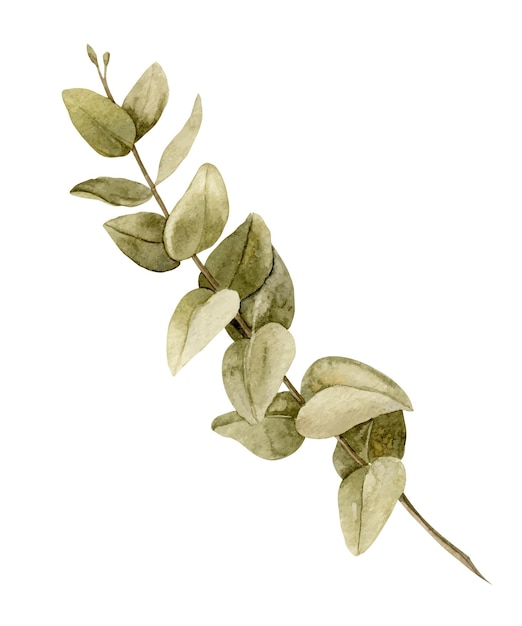 Ramo de eucalipto em aquarela com folhas verdes Ilustração botânica desenhada à mão em fundo isolado Esboço para convites de casamento ou cartões comemorativos em estilo rústico Planta seca para qualquer design