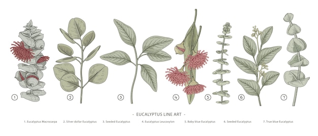 Vetor ramo de eucalipto mão desenhada ilustrações botânicas.