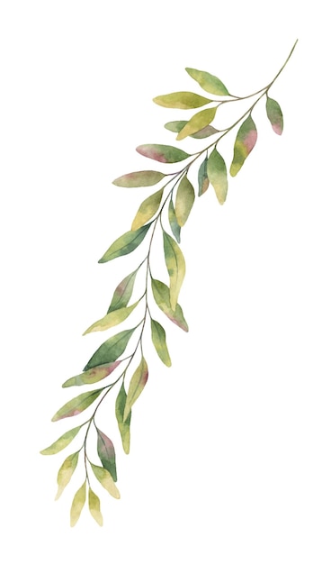 Vetor ramo de eucalipto verde pintado à mão com vetor de aquarela