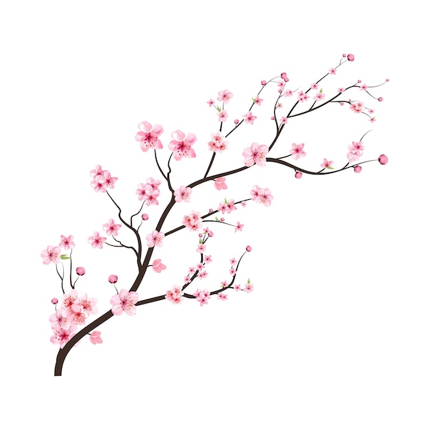 Ramo de flor de cerejeira com espalhando flor rosa de Sakura. Flor de cerejeira em aquarela. Vetor de flores em aquarela. Vetor de ramo de Sakura em fundo branco. Ramo de cerejeira com Sakura.