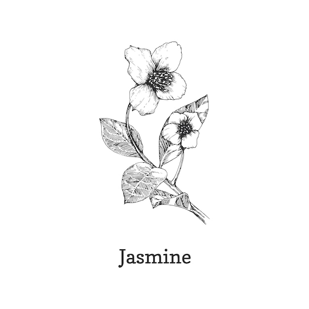 Ramo de jasmim com desenho de flores em vetor