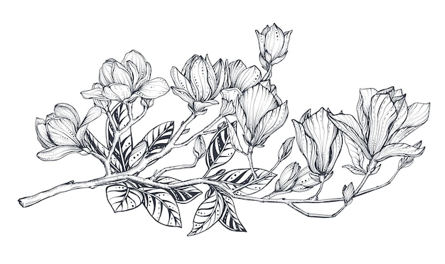 Ramo de magnólia vetorial desenhado à mão lindo elemento floral elegante romântico