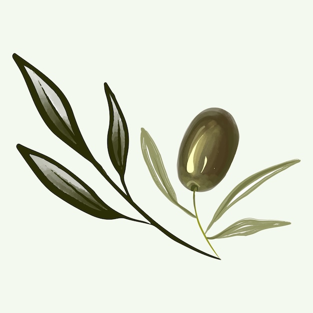 Vetor ramo de oliveira desenhado à mão isolado no fundo