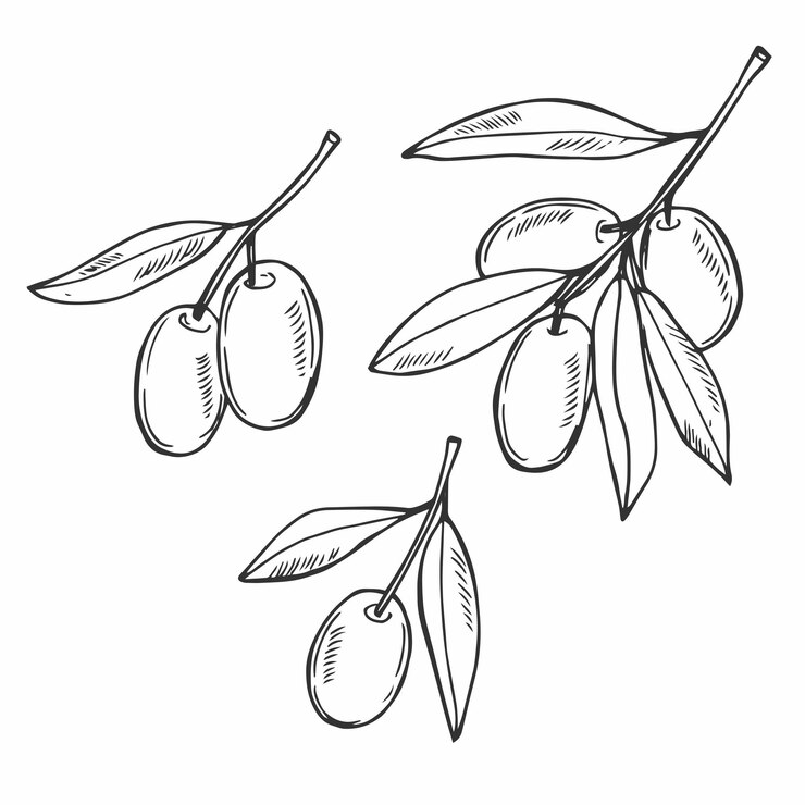 Vetor ramo de oliveira em fundo branco ilustração vetorial linha de azeitonas desenho preto e branco oliveira