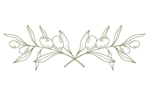 Ramo de oliveira em fundo branco ilustração vetorial linha de azeitonas desenho preto e branco oliveira
