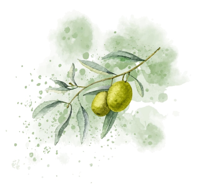 Vetor ramo de oliveira em ponto abstrato de aquarela ilustração desenhada à mão em fundo isolado para rótulo de óleo ou cartões esboço de planta com frutas verdes e folhas para convites de casamento