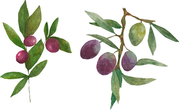 Vetor ramo de oliveira. oliva. raminhos de aquarela de azeitona.