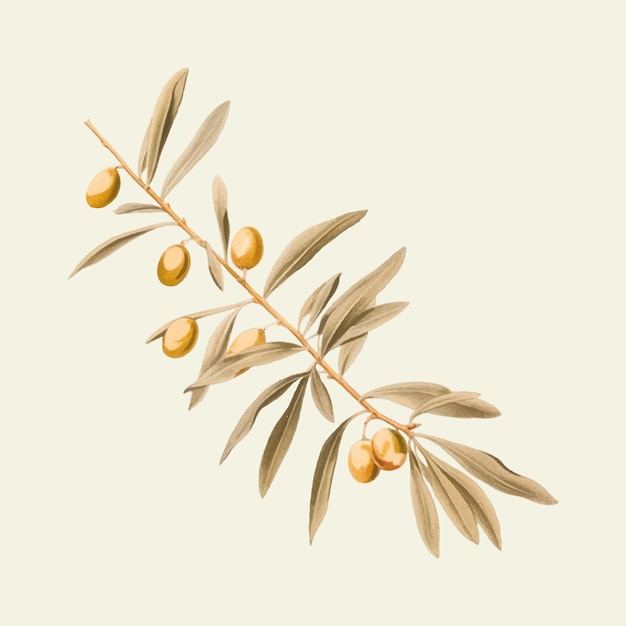 Ramo de oliveira vetorial com ilustração de azeitonas