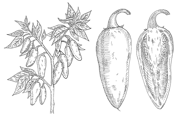 Ramo de pimenta com folha e pimenta gravura vintage