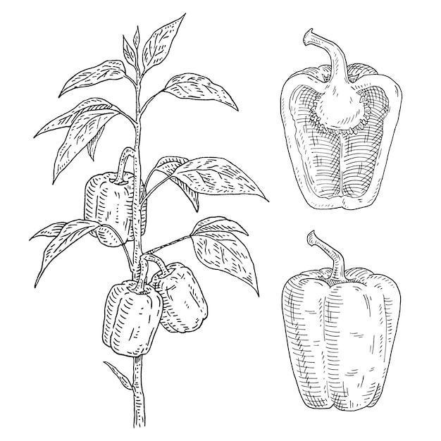 Ramo de planta de pimentão doce com folha gravura vintage