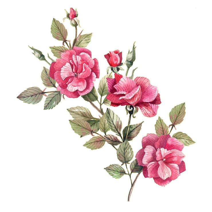 Vetor ramo de rosa chá com ilustração em aquarela de flores e botões em estilo vintage isolado em branco