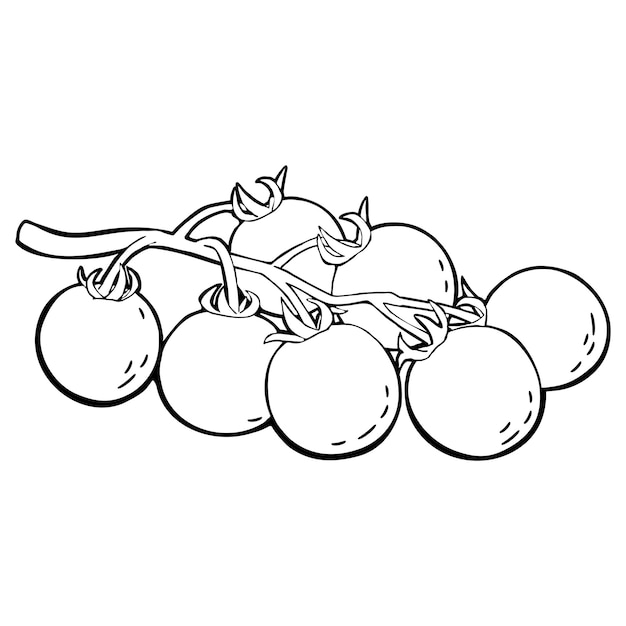 Ramo de tomate vector vintage gravura ilustração preta isolada