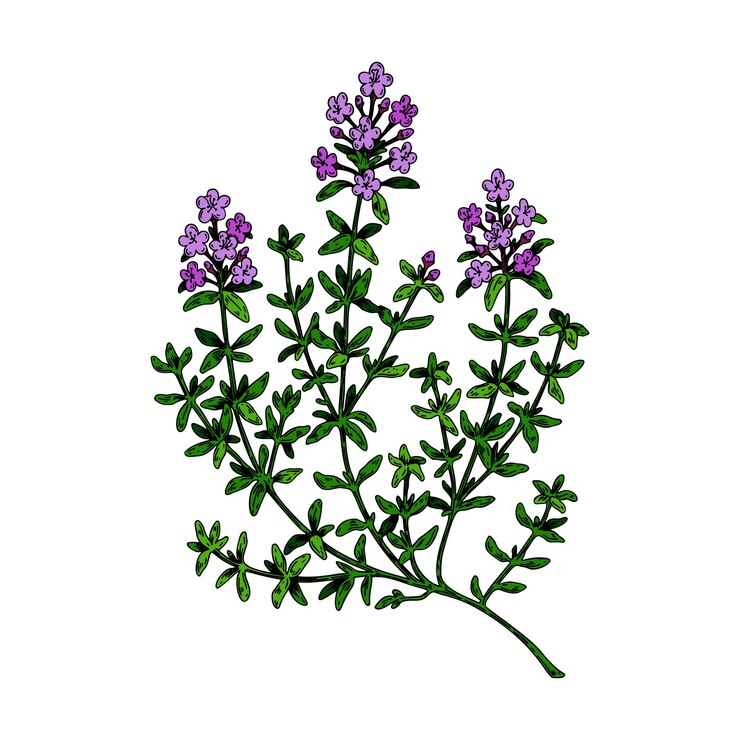 Vetor ramo de tomilho desenhado à mão em flor