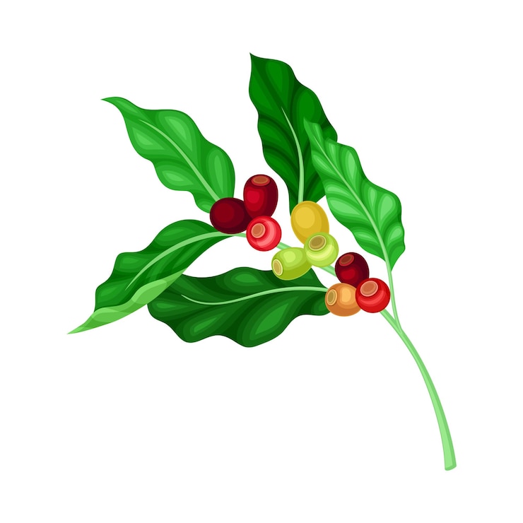 Vetor ramo verde de árvore de café com frutas comestíveis penduradas ilustração vetorial