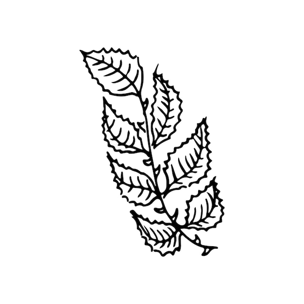 Ramo vetorial e licença elementos florais desenhados à mão planta de contorno preto sobre fundo branco ilustrações botânicas vintage doodle