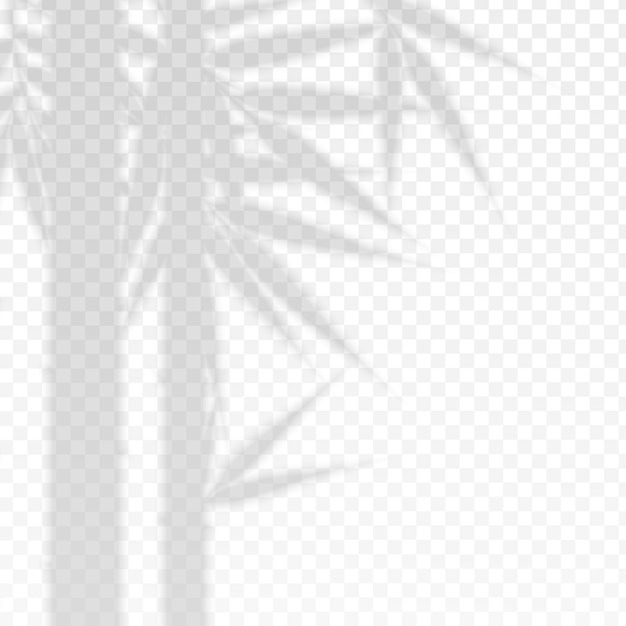 Ramos de bambu folhas efeito de sobreposição sombra transparente elemento de design decorativo símbolo da ásia e spa ilustração vetorial