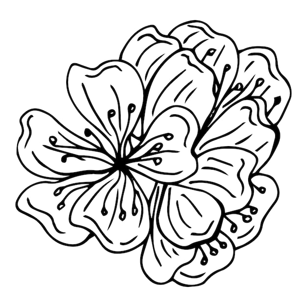 Ramos de cereja desenhados à mão com flores, livro de colorir preto e branco Silhueta da planta Sakura