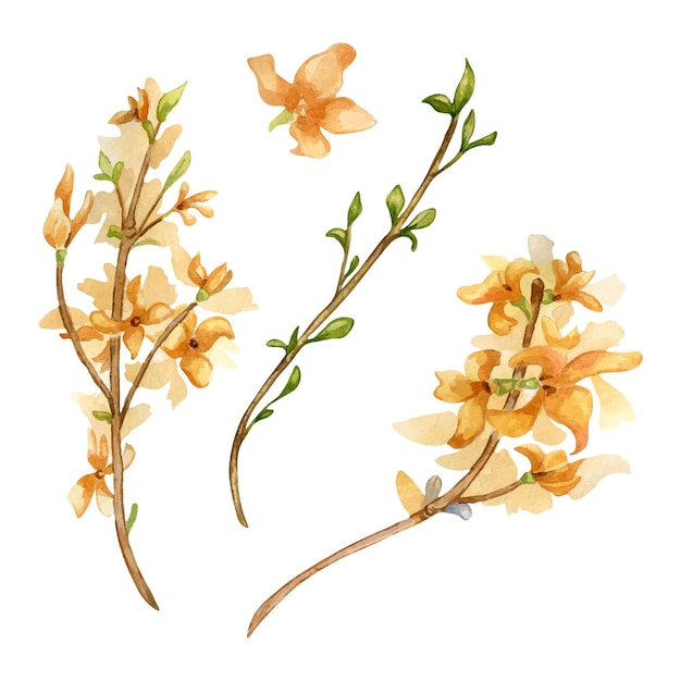 Vetor ramos de forsythia em flor ilustração em aquarela isolada em arbusto branco com flores amarelas desenhadas à mão ramo em flor pintado planta em flor arte botânica elementos florais para design páscoa