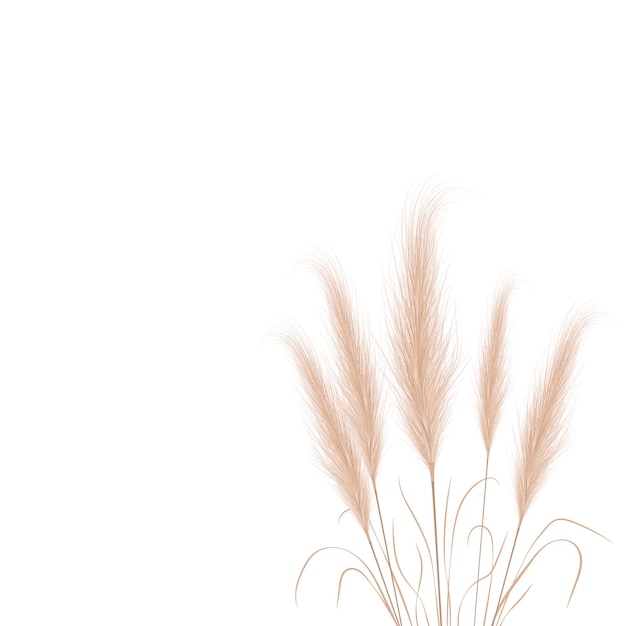 Ramos de grama de pampas bronzeados em fundo branco Elementos de ornamento floral em estilo boho