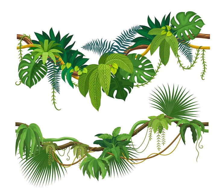 Vetor ramos de lianas ou de hera das florestas tropicais