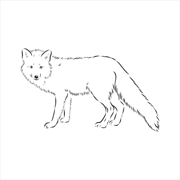 Raposa desenhada de mão, ilustração vetorial. Veja também outros conjuntos de animais. ilustração vetorial de raposa selvagem