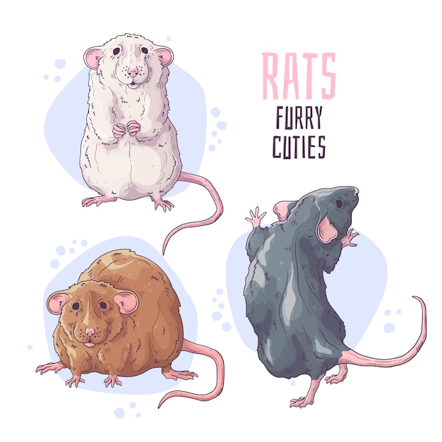 Ratos bonitos mão desenhada