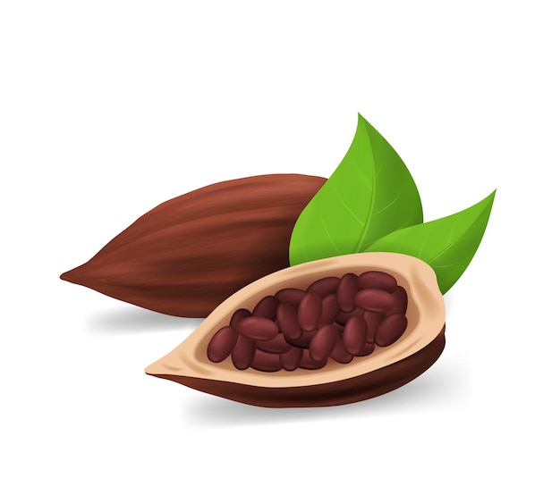 Realista detalhado 3d secas vagens de cacau Ingrediente de chocolate doce e sobremesa Ilustração vetorial de feijão com sementes