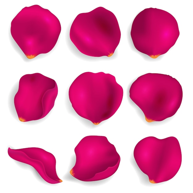 Vetor realistico detalhado 3d red rose petals set closeup view isolado em fundo branco símbolo de amor ilustração vetorial de elementos decorativos