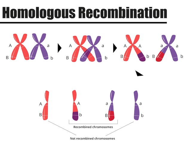 Vetor recombinação de dna homólogo na formação de gametas ilustração vetorial ilustração didática