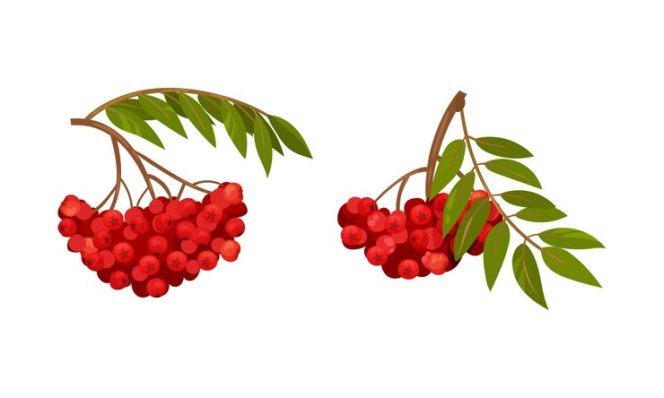 Vetor red rowan berries pendurado em ramo com pinnate leaves vector set