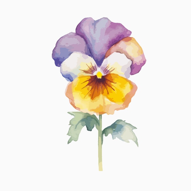 Vetor rendição artística de uma flor de pansy em aquarela