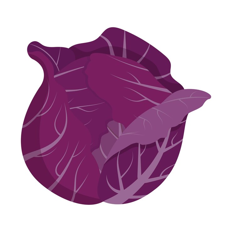 Vetor repolho roxo inteiro isolado na ilustração vetorial plana de fundo