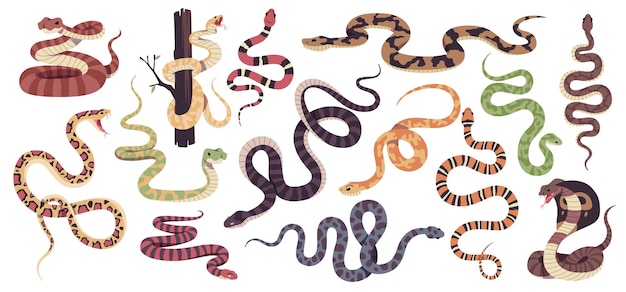 Reptiles cobras coleção de répteis tropicais decorativos venenosos e não diferentes tipos de animais rastejantes escamosos cobra pitão ophiophagus e lampropeltis conjunto de desenhos animados vetoriais limpos