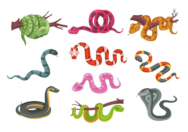 Reptilios de desenho animado Diferentes tipos de cobras coloridas Animais venenosos e sufocantes Criatura escamosa com veneno Serpente Terrário Predador no ramo Cobra e pitão Esplêndido conjunto de vetores