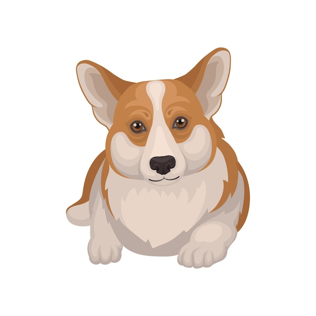 Vetor retrato de corgi galês deitado no chão vista frontal cão de estimação com focinho bonito elemento gráfico para cartão postal ou cartaz ilustração vetorial detalhada em estilo plano isolada em fundo branco