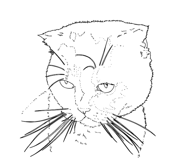 Vetor retrato de gato com livro de colorir de desenhos animados lineares de animal de estimação lopeared