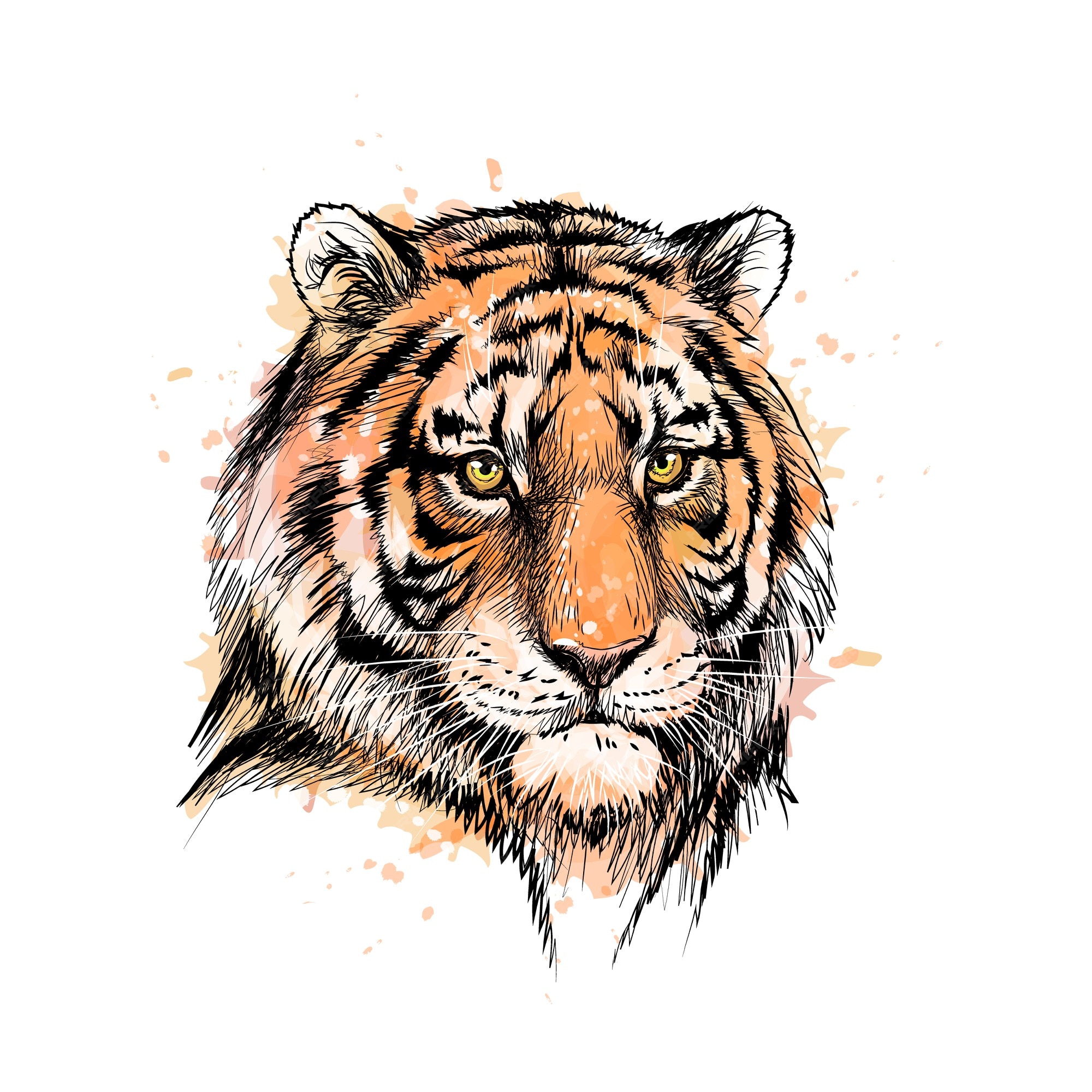 Como Aprender Desenhar Esboço Cabeça Tigre Criação Passo Passo Pintura  imagem vetorial de Nataljacernecka© 482814904