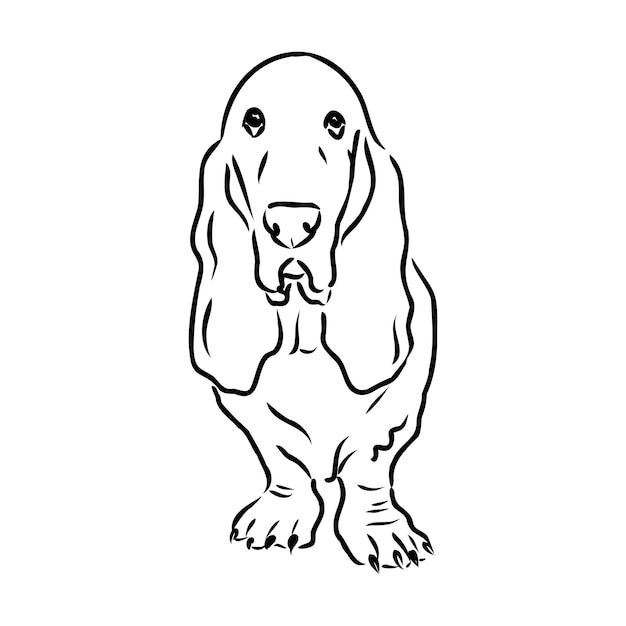 Retrato decorativo de contorno de pé no perfil ilustração vetorial de basset hound