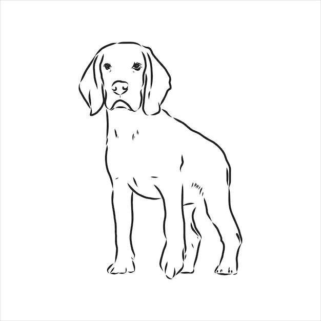 Retrato decorativo de pé em ilustração vetorial de beagle de perfil na cor preta