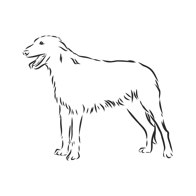 Retrato decorativo de pé no perfil wolfhound irlandês, ilustração vetorial isolada na cor preta sobre fundo branco