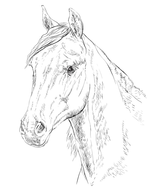 Retrato do cavalo árabe. cabeça de cavalo no perfil na cor monocromática  isolada no fundo branco. ilustração em vetor desenho a mão