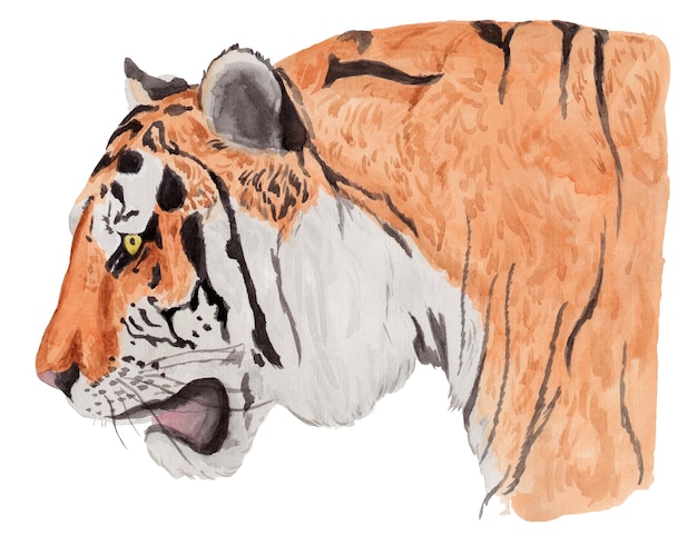 Retrato em aquarela de um tigre em perfil isolado no branco