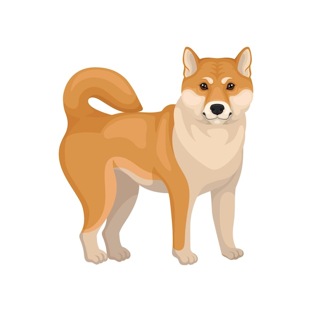 Vetor retrato em comprimento de um lindo shiba inu cão com casaco roxo-beige animal doméstico elemento gráfico para cartaz promocional de uma loja de animais ilustração vetorial detalhada em estilo plano isolada em fundo branco