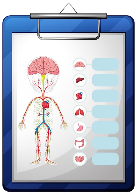 Órgãos humanos no quadro azul