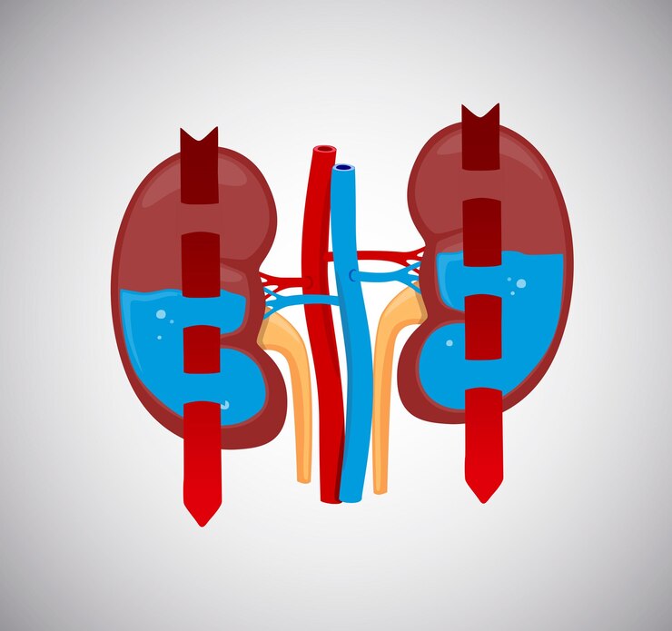 Vetor rins limpando sangue com água dentro o sangue circula pelos rins