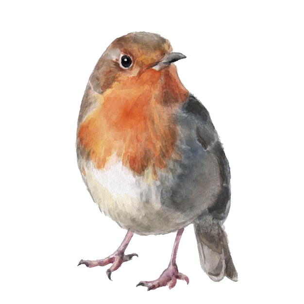 Robin de pássaro em aquarela desenhado à mão