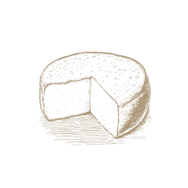 Vetor roda e peça de queijo gouda esboço de tinta isolado no fundo branco ilustração vetorial desenhada à mão desenho de estilo vintage