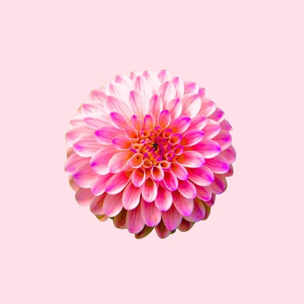 Rosa floresce o fundo